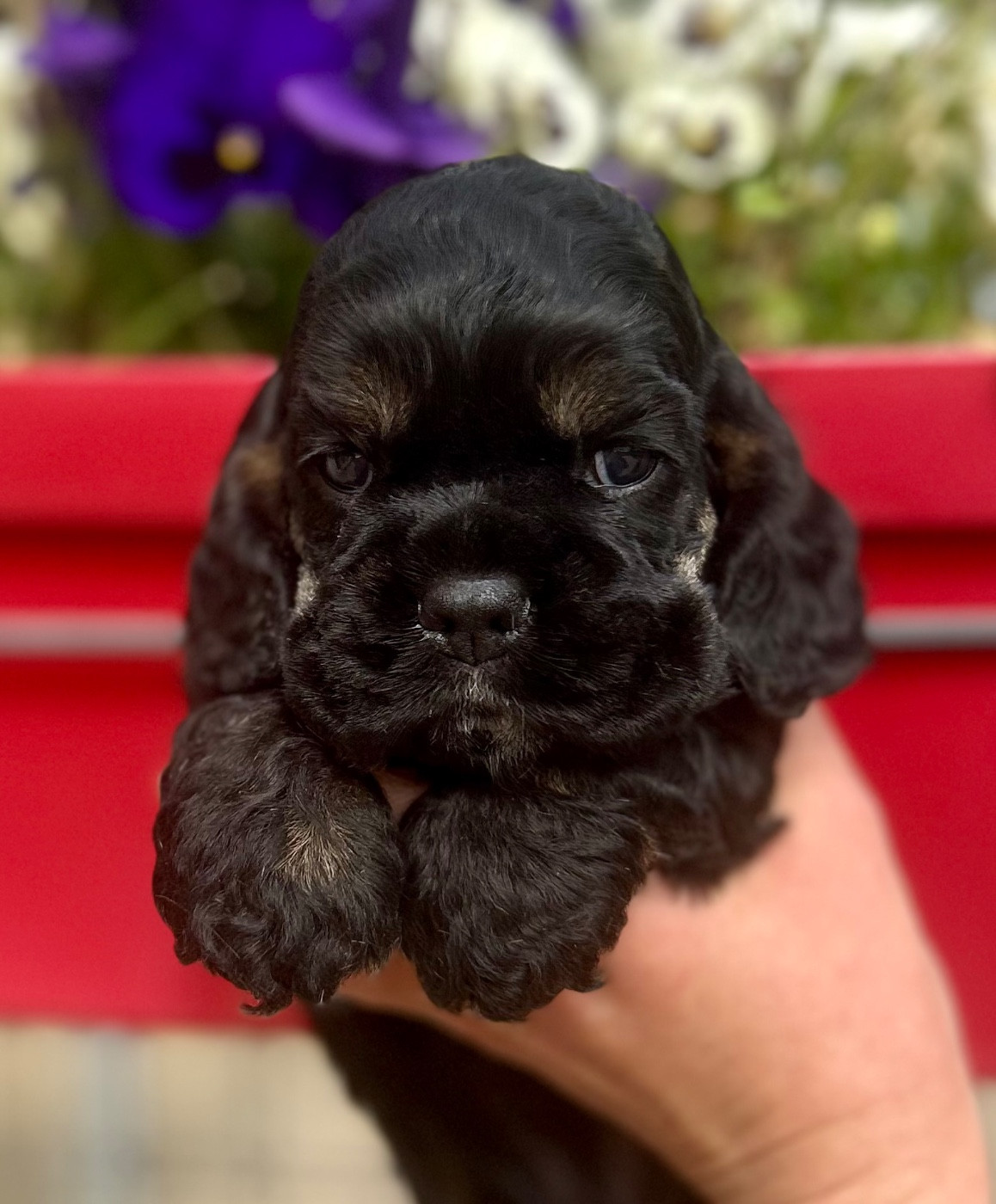 of loving Star - American Cocker Spaniel - Portée née le 17/03/2026