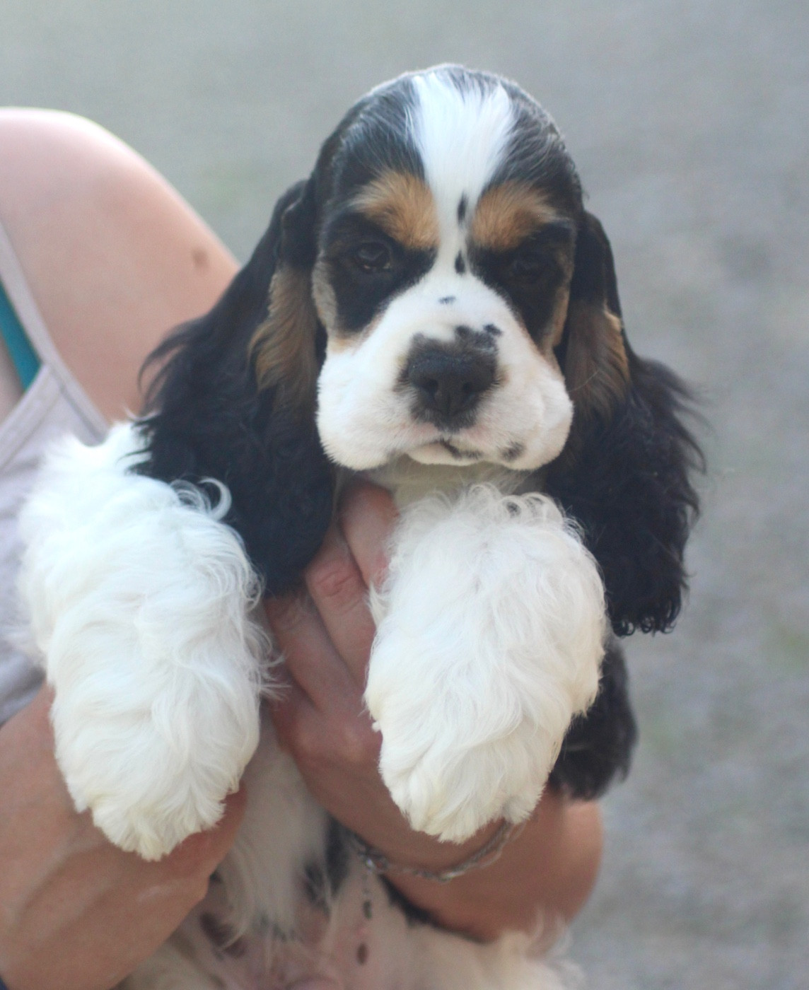 of loving Star - Chiots disponibles - American Cocker Spaniel