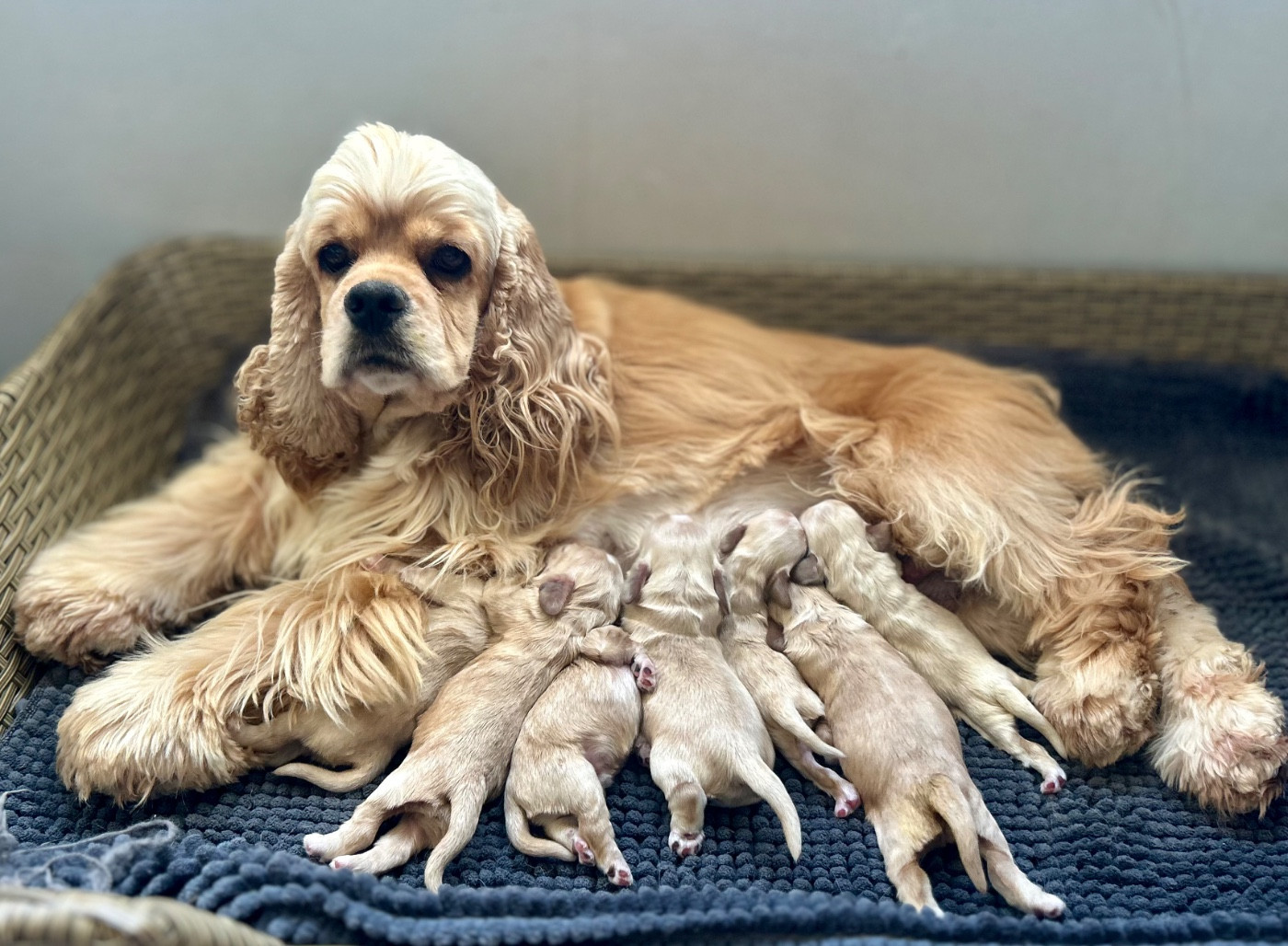 of loving Star - American Cocker Spaniel - Portée née le 17/06/2026