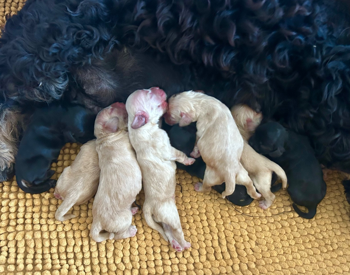 of loving Star - American Cocker Spaniel - Portée née le 21/06/2026