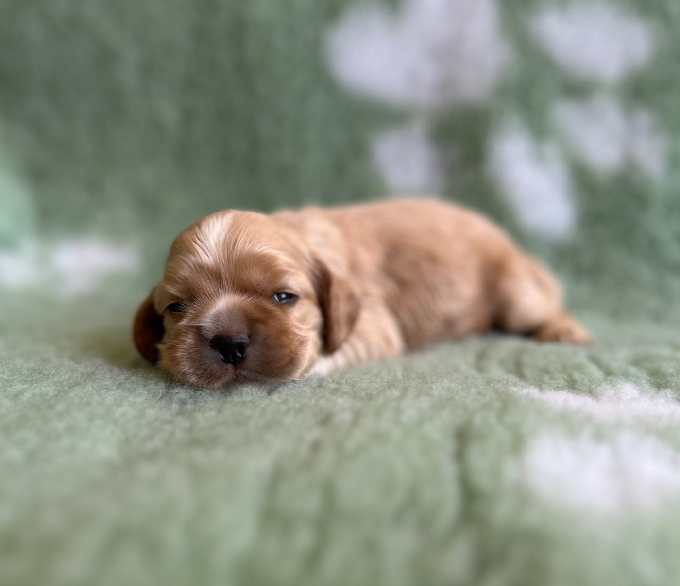 of loving Star - Chiots disponibles - American Cocker Spaniel