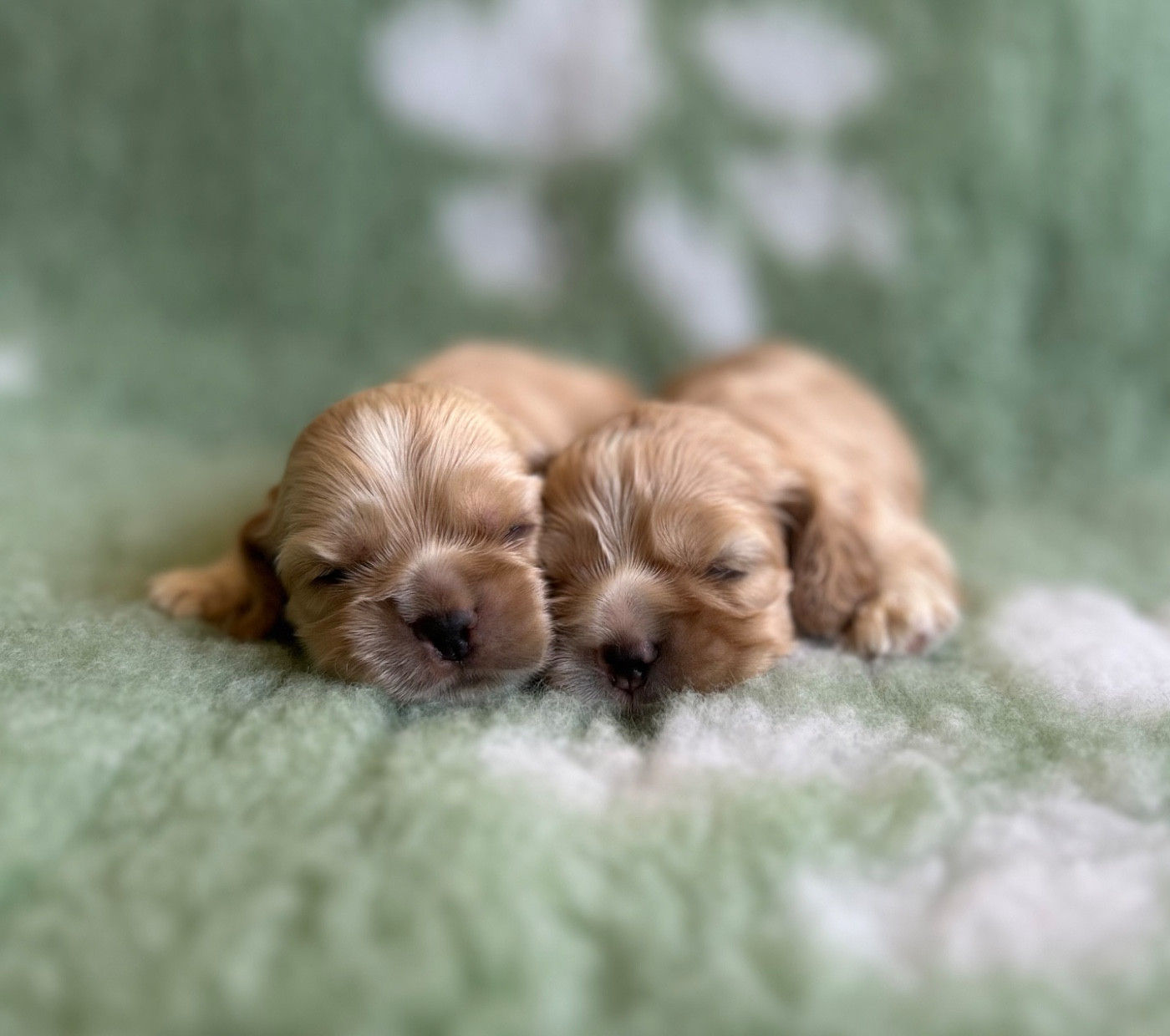 of loving Star - Chiots disponibles - American Cocker Spaniel