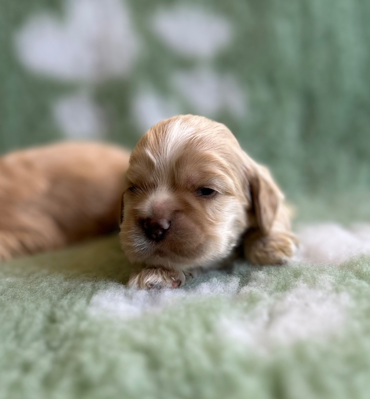 of loving Star - Chiots disponibles - American Cocker Spaniel