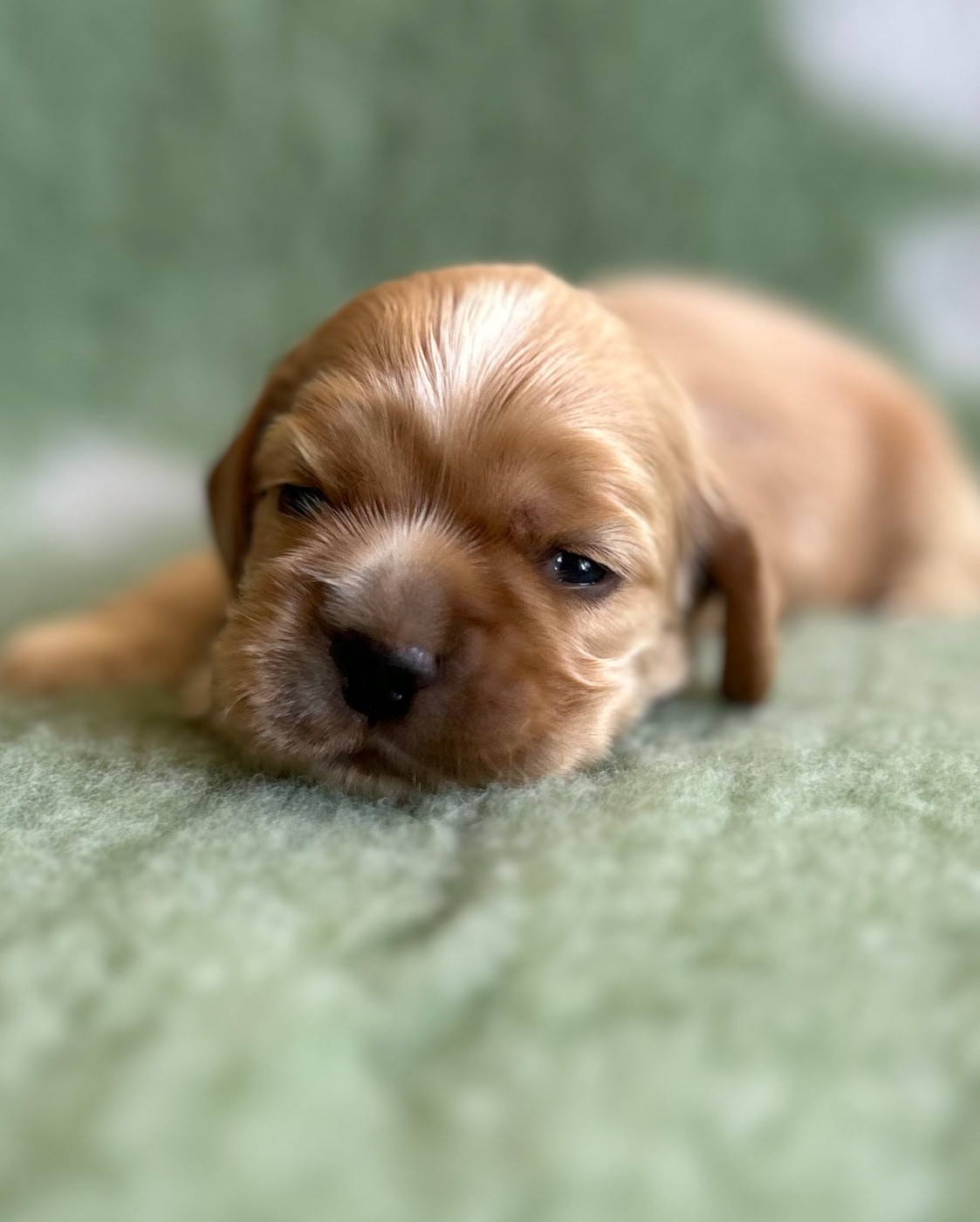of loving Star - Chiots disponibles - American Cocker Spaniel