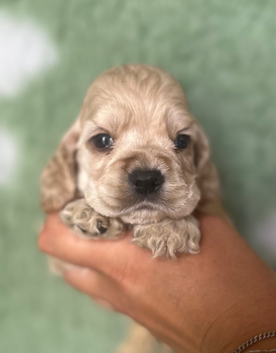 of loving Star - Chiots disponibles - American Cocker Spaniel