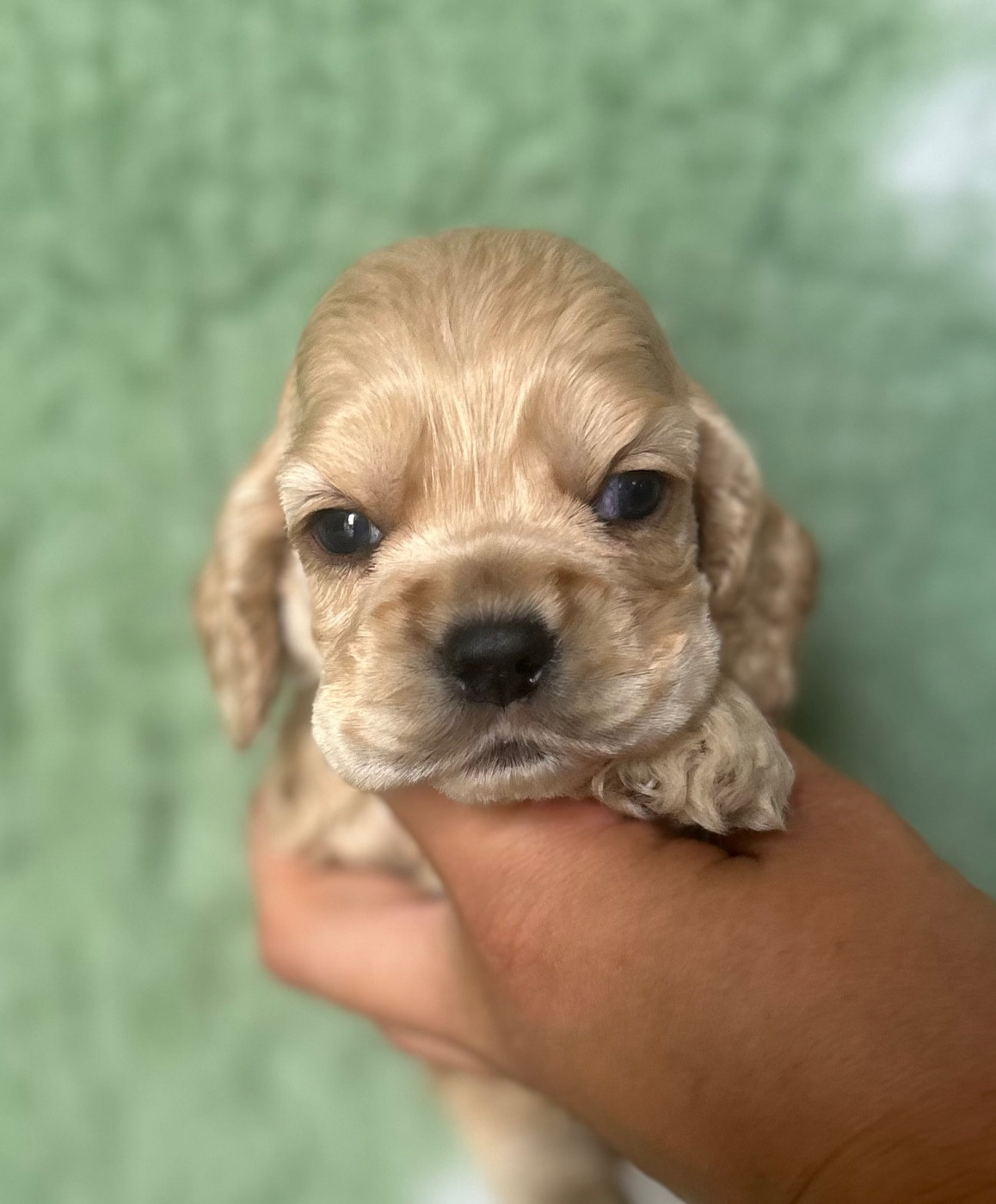 of loving Star - Chiots disponibles - American Cocker Spaniel