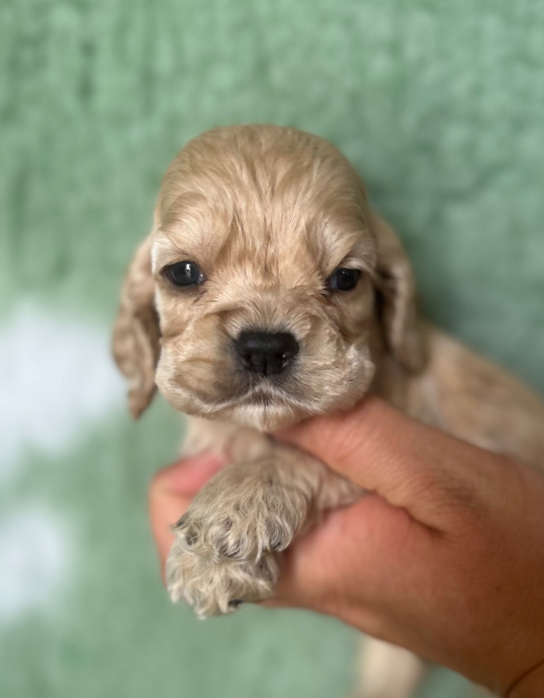 of loving Star - Chiots disponibles - American Cocker Spaniel