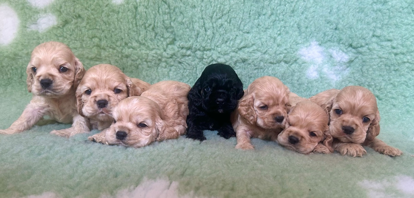 Chiot American Cocker Spaniel of loving Star