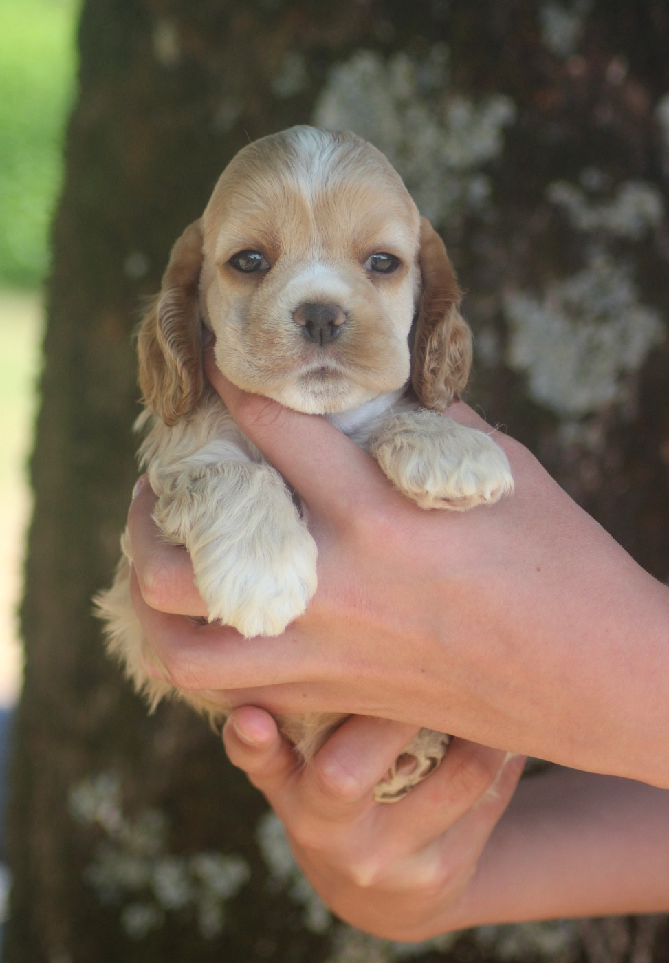 of loving Star - Chiots disponibles - American Cocker Spaniel