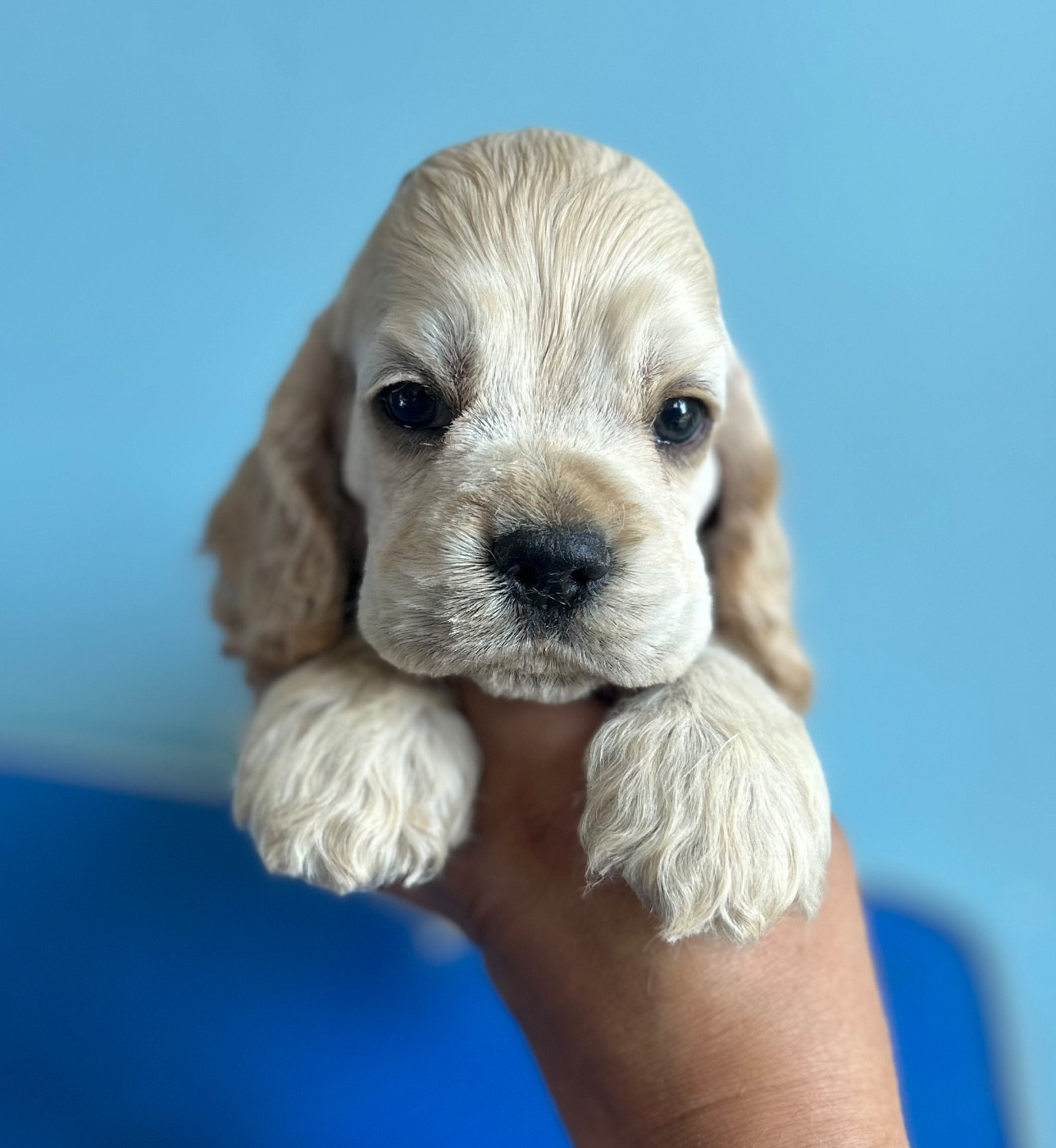 of loving Star - Chiots disponibles - American Cocker Spaniel