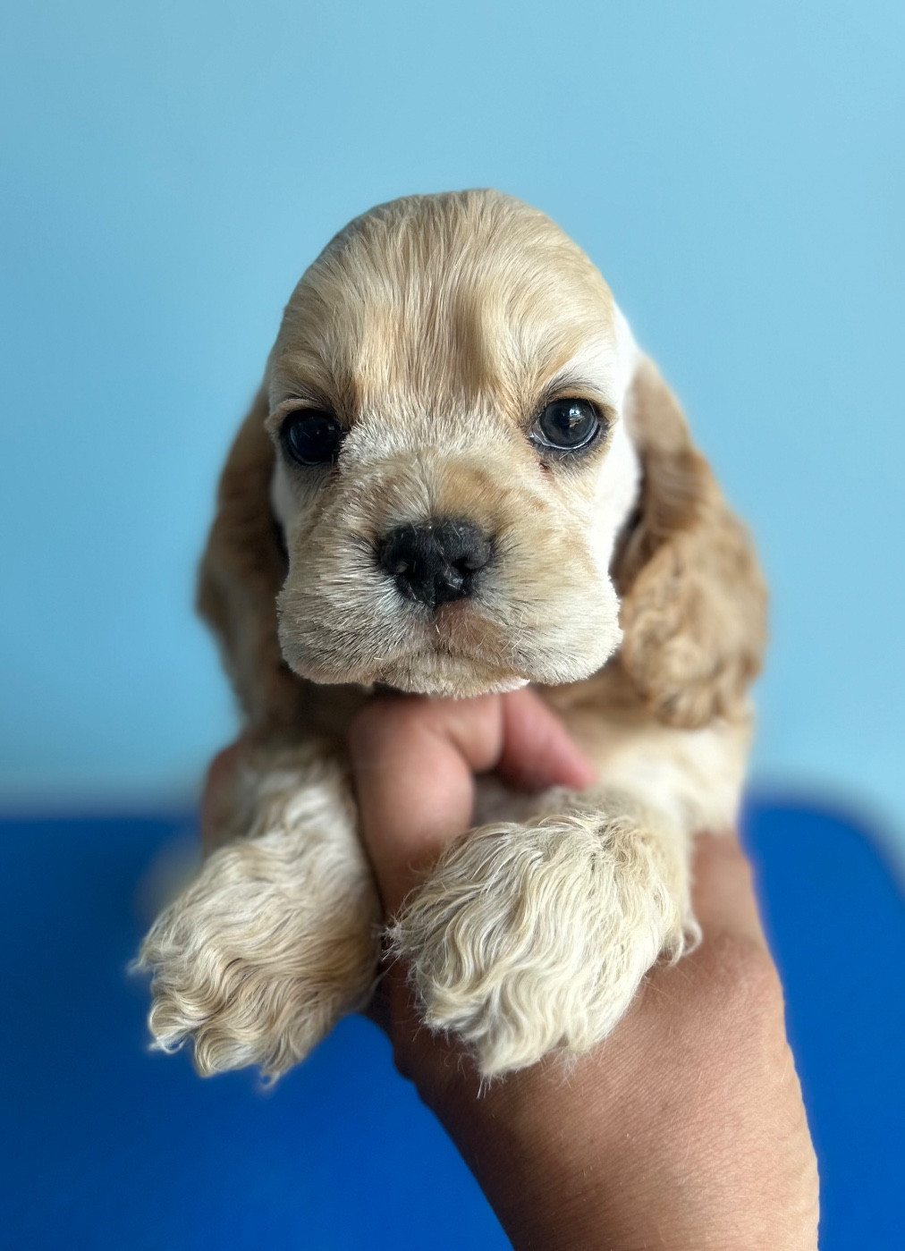of loving Star - Chiots disponibles - American Cocker Spaniel