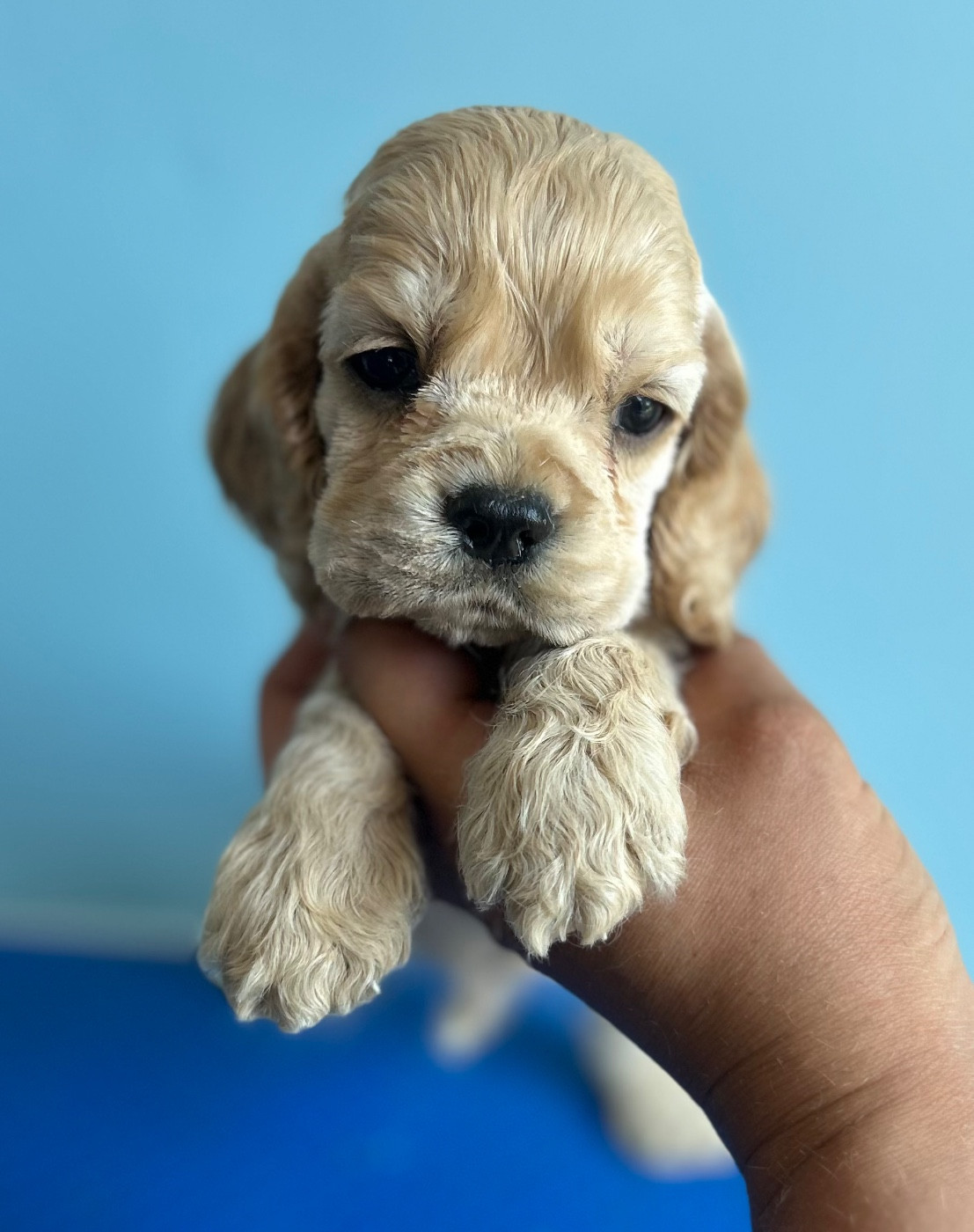 of loving Star - Chiots disponibles - American Cocker Spaniel
