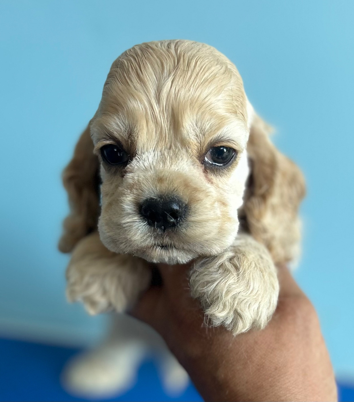 of loving Star - Chiots disponibles - American Cocker Spaniel