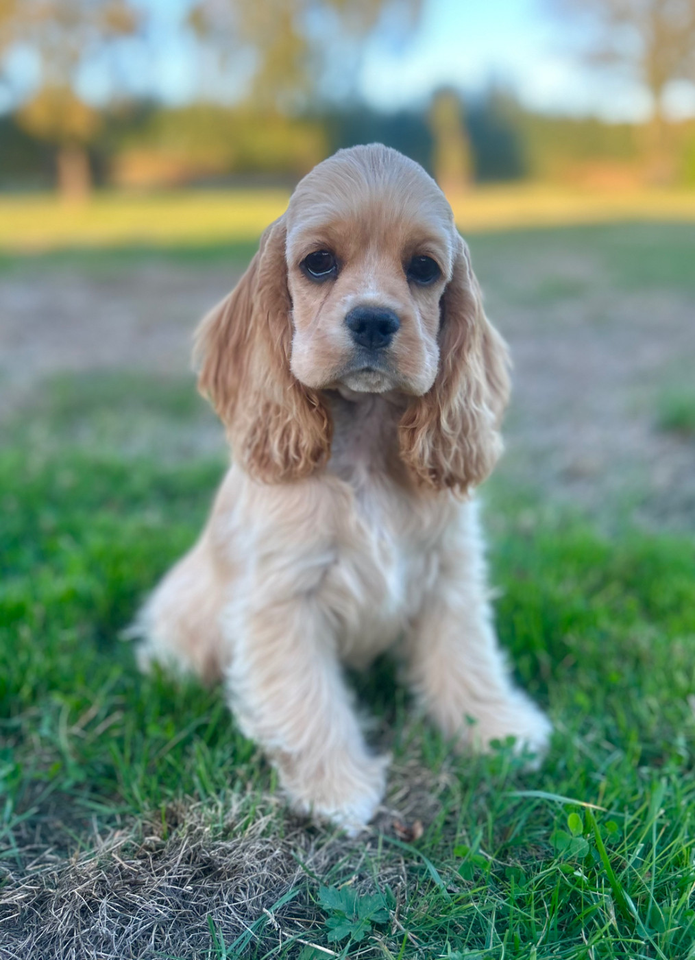 of loving Star - Chiots disponibles - American Cocker Spaniel