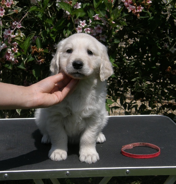 of loving Star - Golden Retriever - Portée née le 24/04/2013