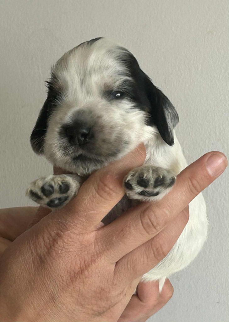 of loving Star - Chiots disponibles - Cocker Spaniel Anglais