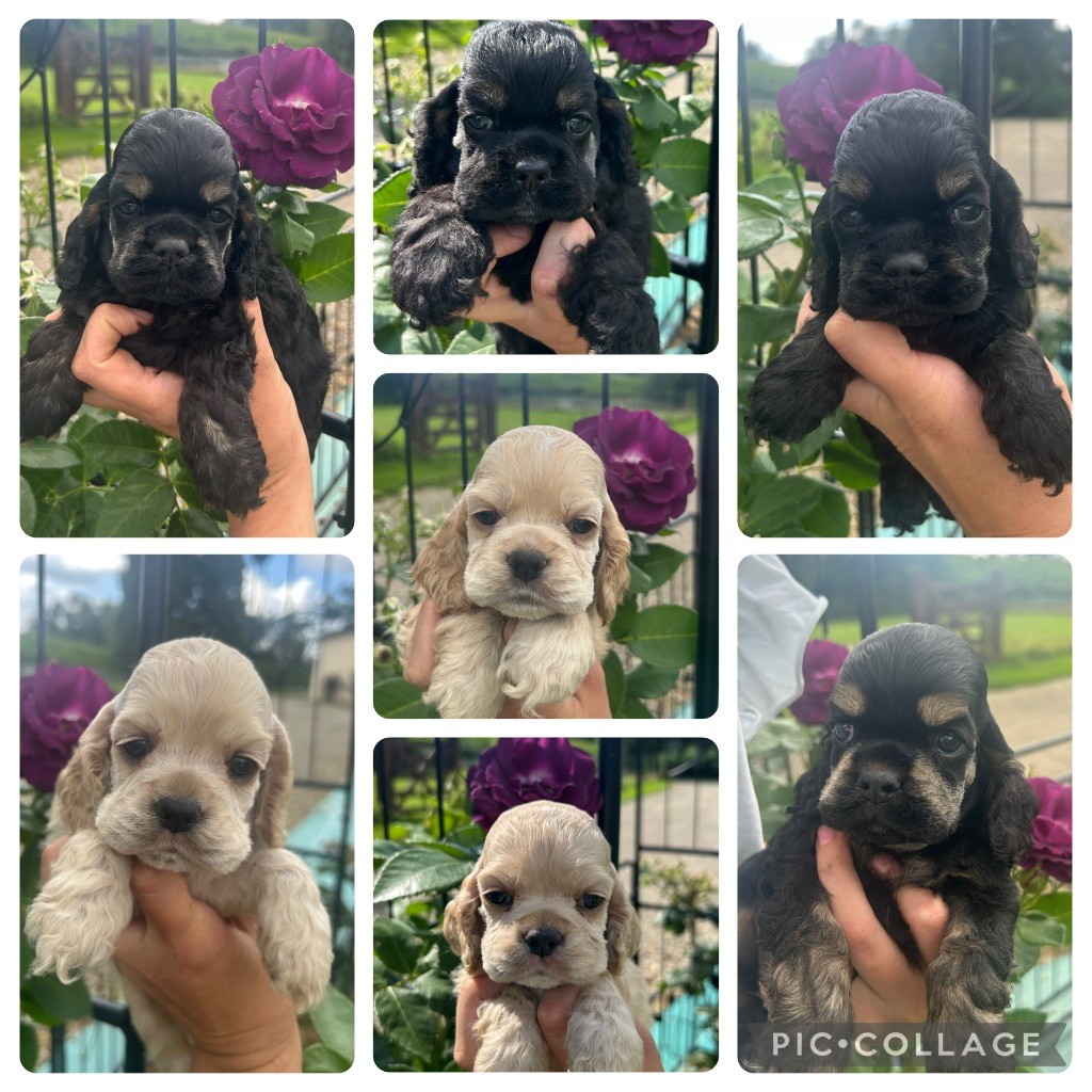 Chiot American Cocker Spaniel of loving Star