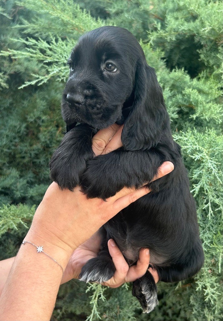 CHIOT 4