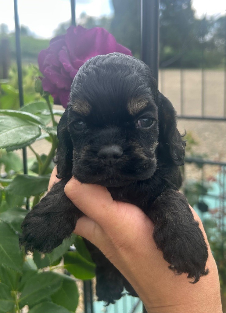 of loving Star - Chiots disponibles - American Cocker Spaniel