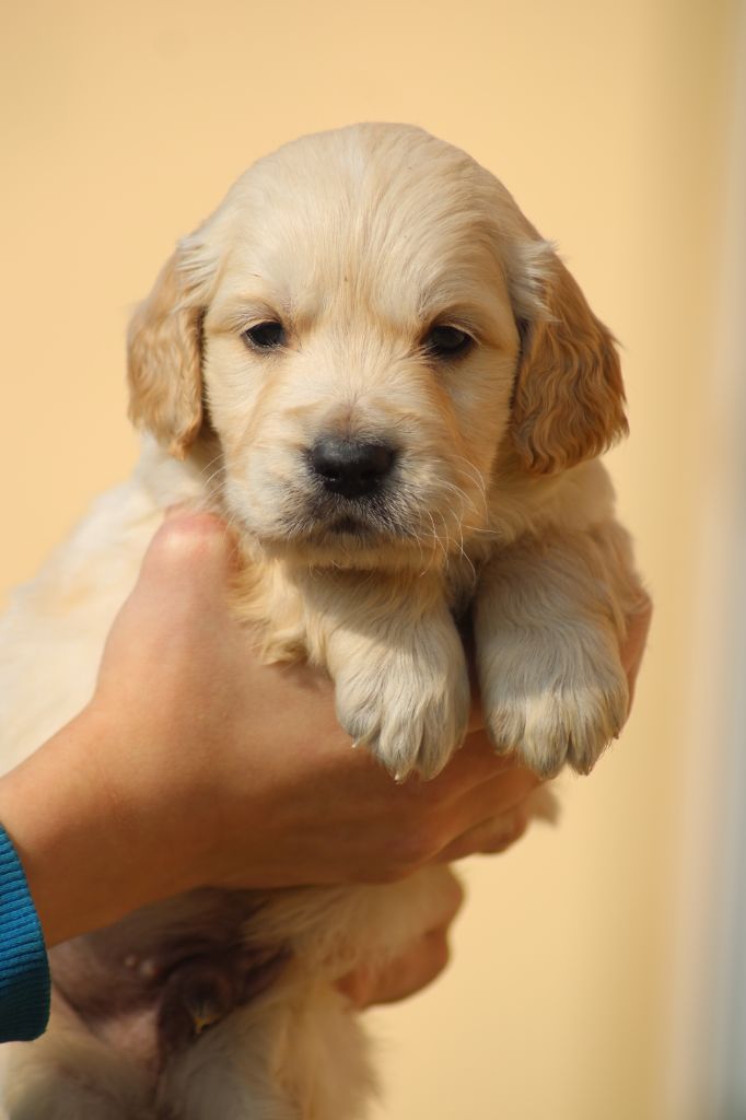 of loving Star - Golden Retriever - Portée née le 07/02/2021