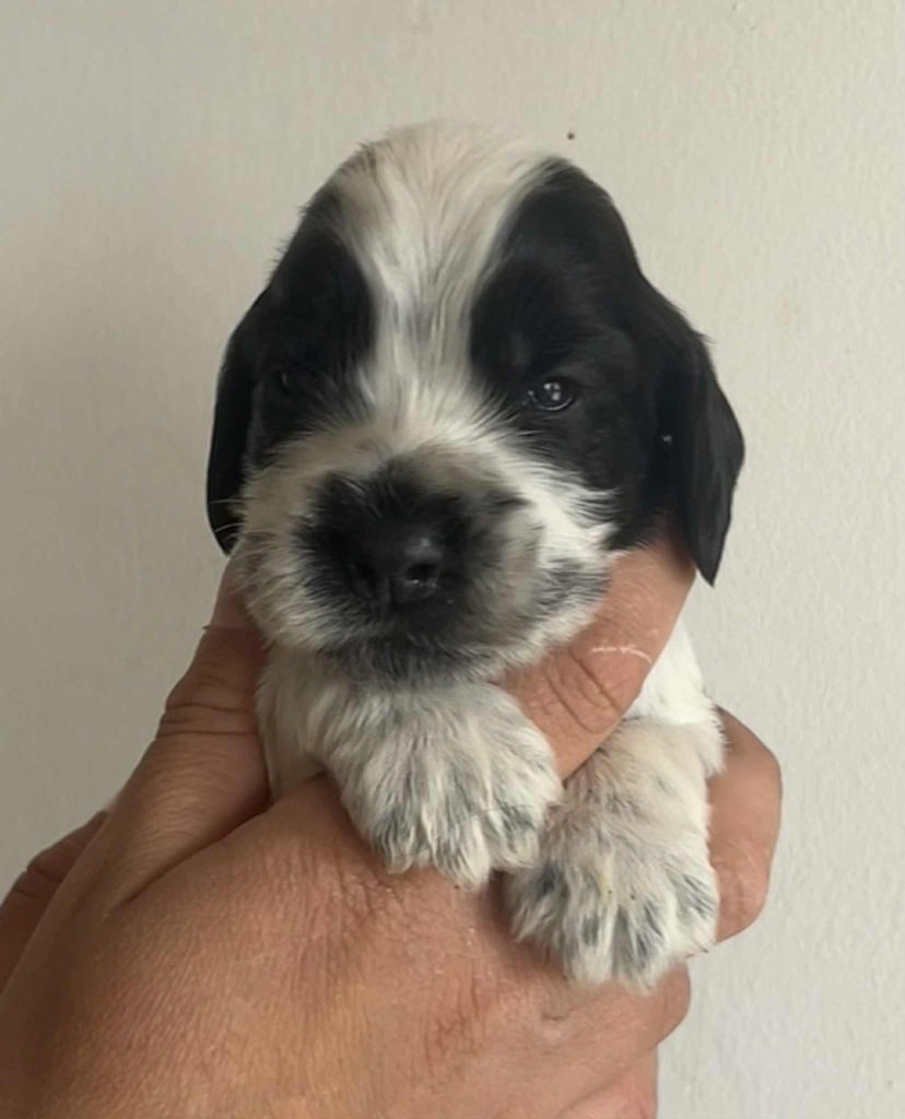 of loving Star - Chiots disponibles - Cocker Spaniel Anglais