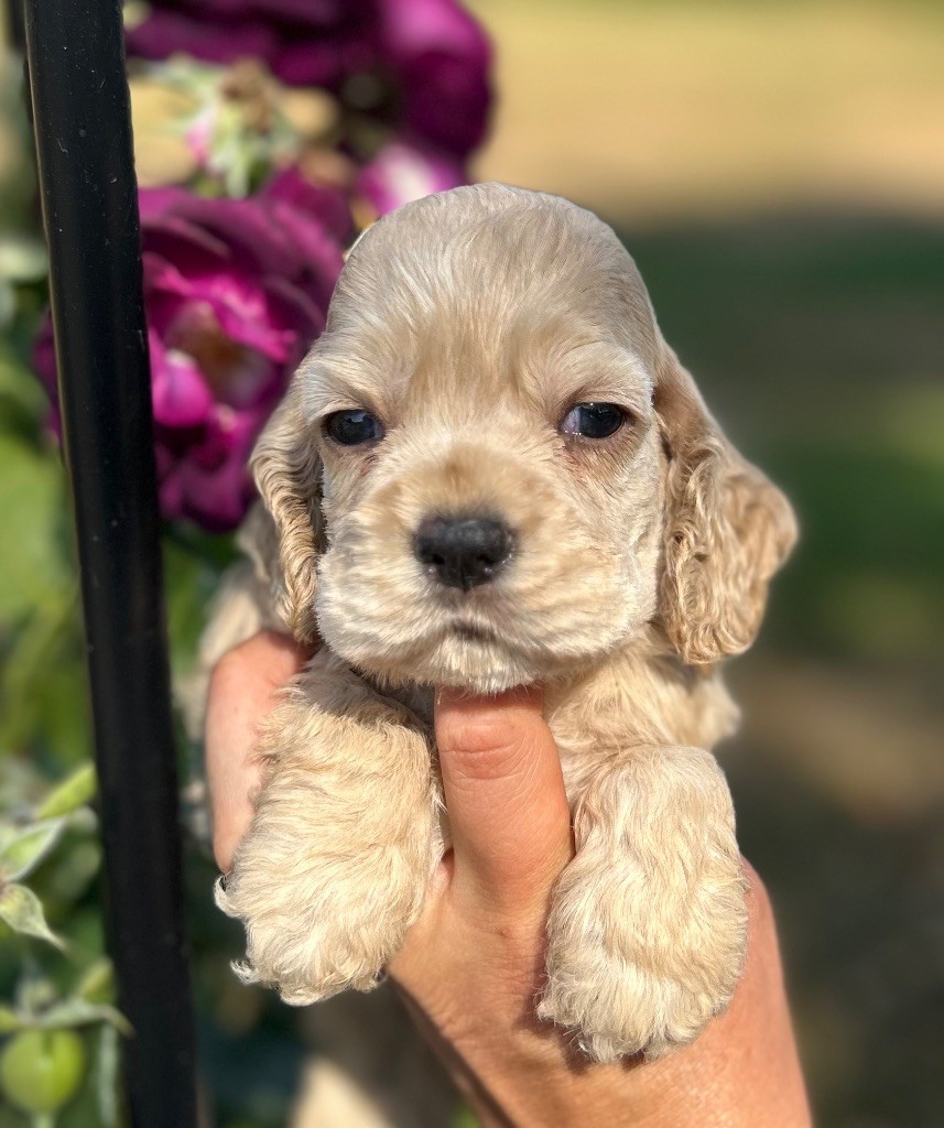 of loving Star - Chiots disponibles - American Cocker Spaniel