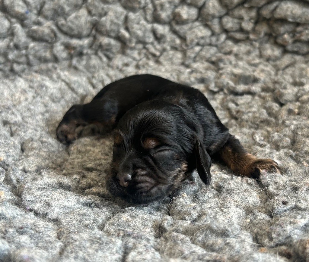 of loving Star - Chiots disponibles - American Cocker Spaniel