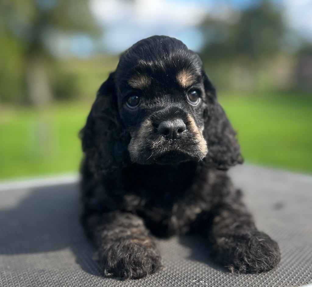 of loving Star - Chiots disponibles - American Cocker Spaniel