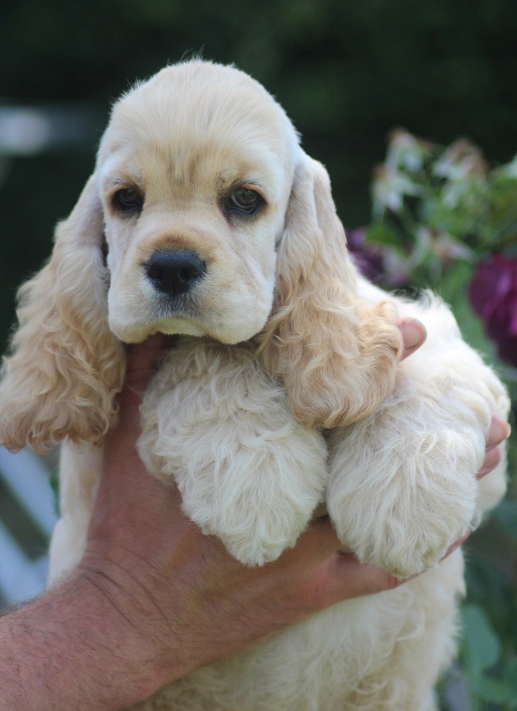 of loving Star - Chiots disponibles - American Cocker Spaniel