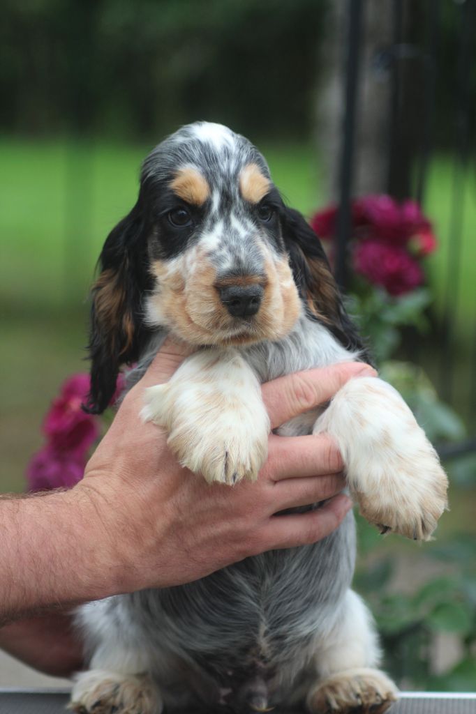 of loving Star - Chiots disponibles - Cocker Spaniel Anglais