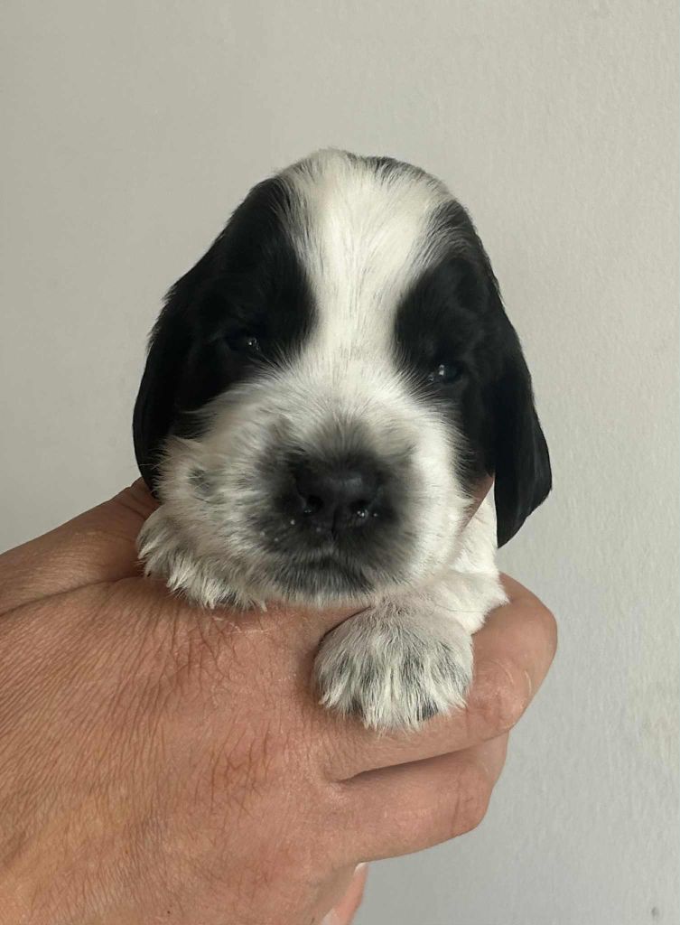 of loving Star - Chiots disponibles - Cocker Spaniel Anglais