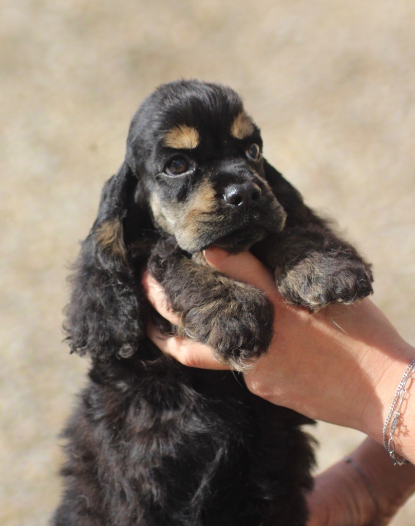of loving Star - Chiots disponibles - American Cocker Spaniel