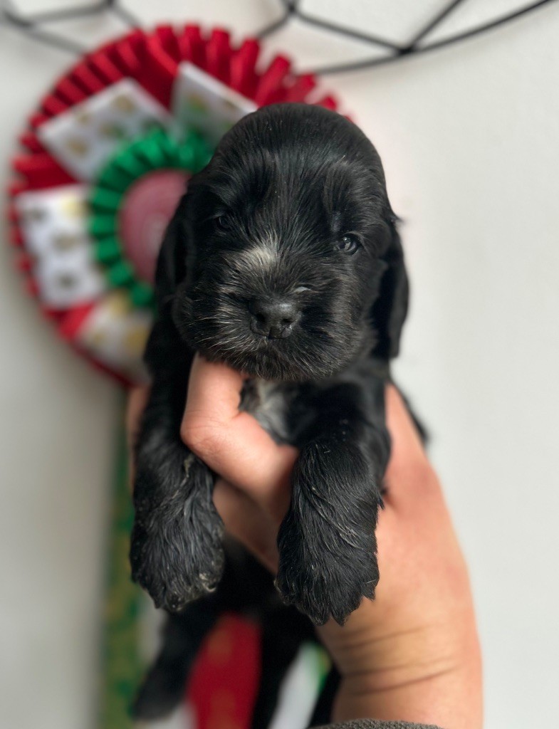 of loving Star - Chiots disponibles - Cocker Spaniel Anglais