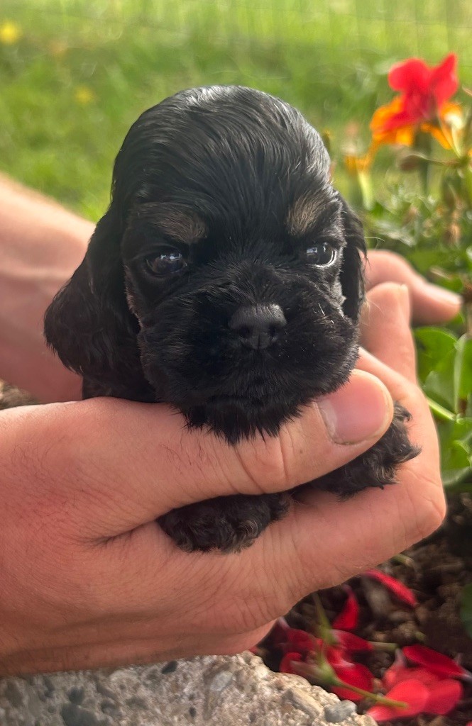of loving Star - Chiots disponibles - American Cocker Spaniel