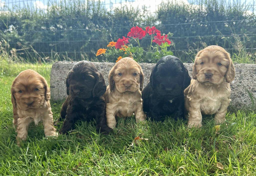 Chiot Cocker Spaniel Anglais of loving Star