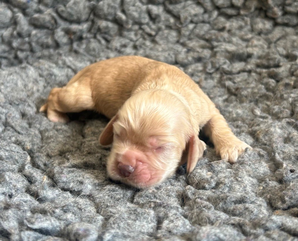 of loving Star - Chiots disponibles - American Cocker Spaniel