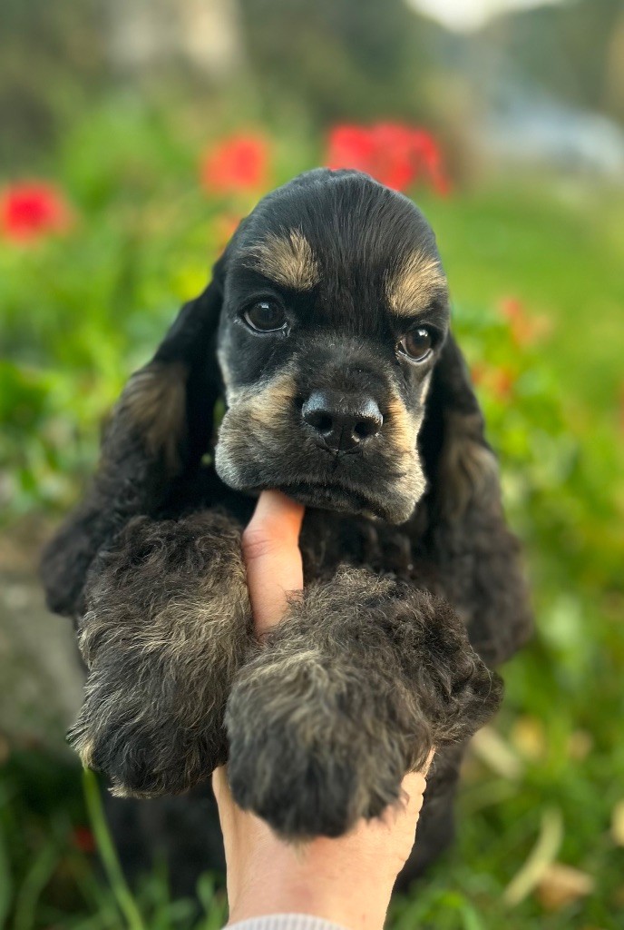 of loving Star - Chiots disponibles - American Cocker Spaniel