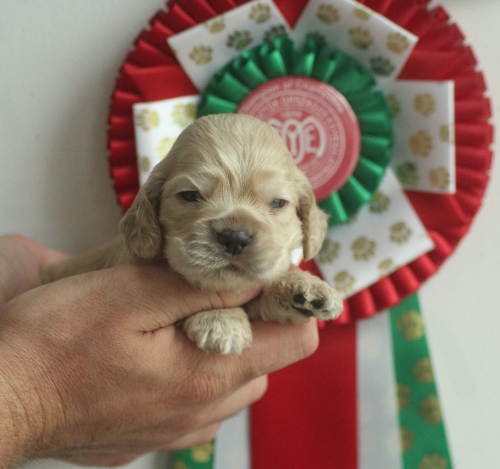 of loving Star - Chiots disponibles - American Cocker Spaniel