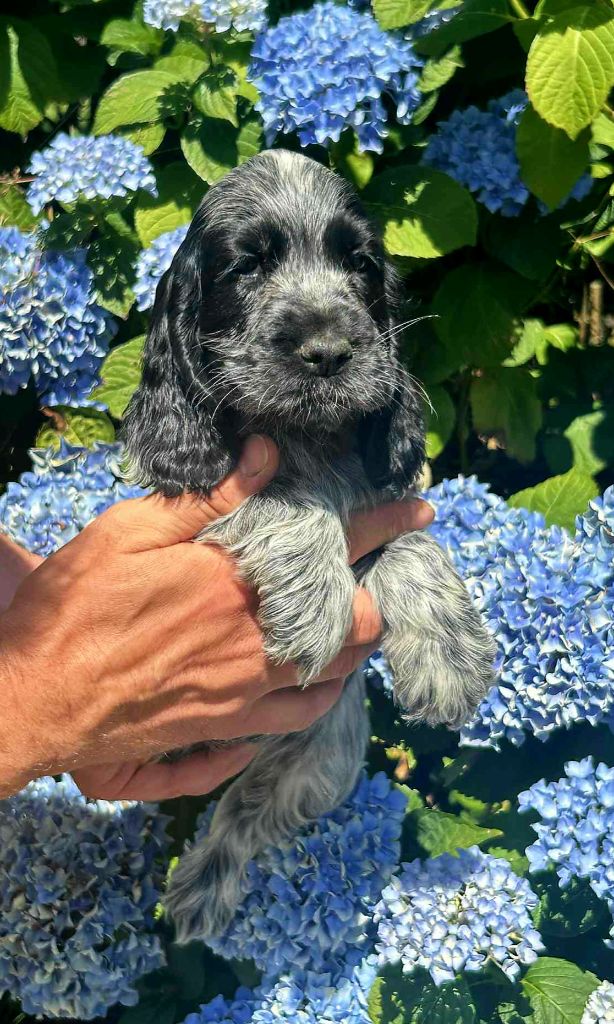 of loving Star - Chiots disponibles - Cocker Spaniel Anglais