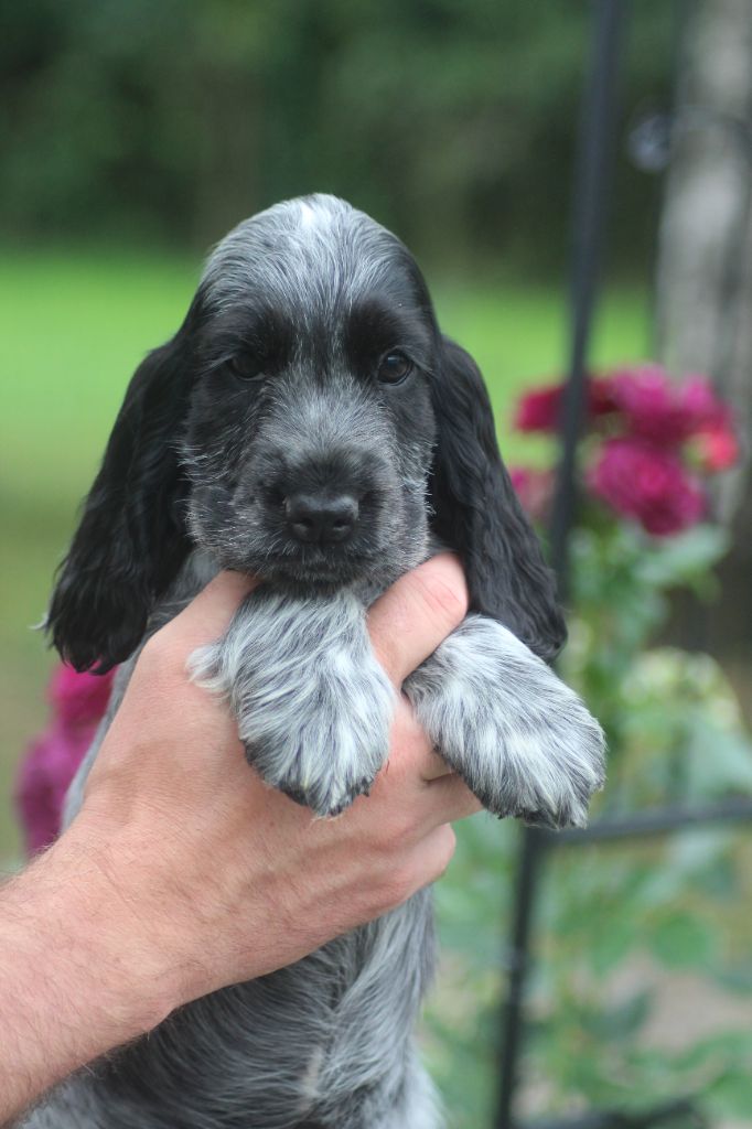 of loving Star - Chiots disponibles - Cocker Spaniel Anglais