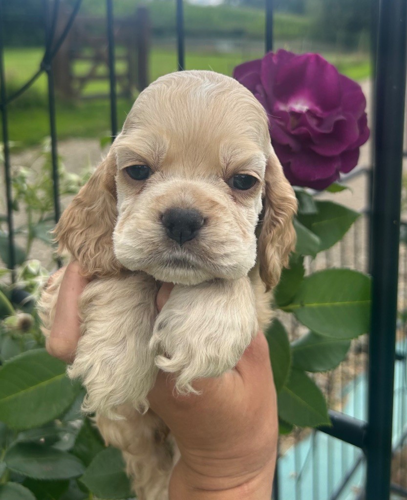 of loving Star - Chiots disponibles - American Cocker Spaniel