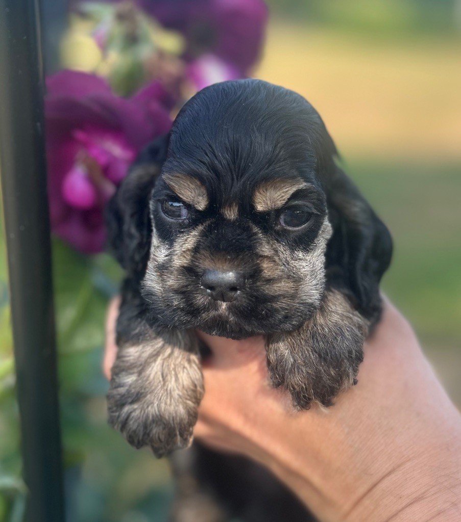 of loving Star - Chiots disponibles - American Cocker Spaniel