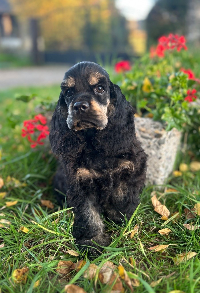 of loving Star - Chiots disponibles - American Cocker Spaniel