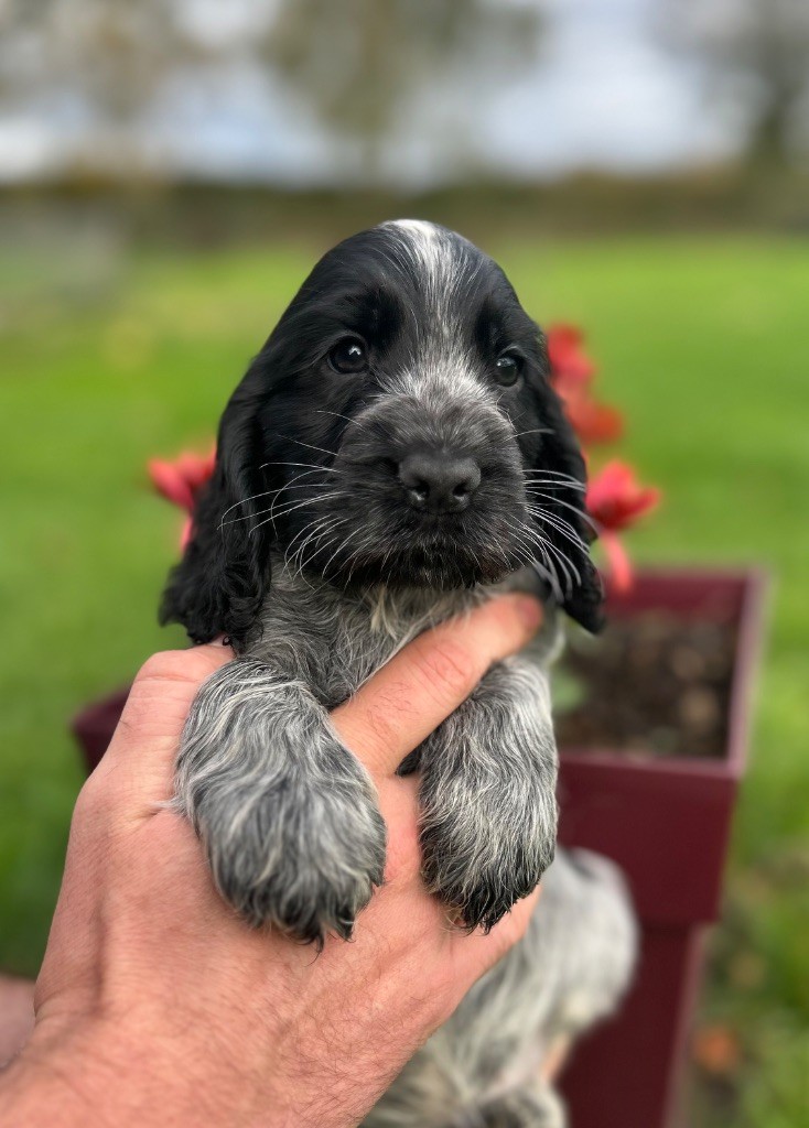 of loving Star - Chiots disponibles - Cocker Spaniel Anglais
