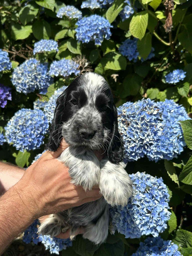 of loving Star - Chiots disponibles - Cocker Spaniel Anglais