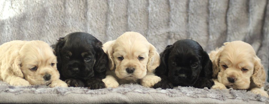 Chiot American Cocker Spaniel of loving Star