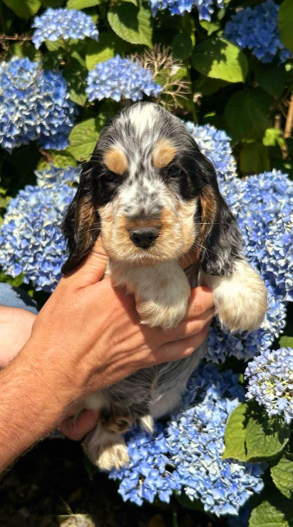 of loving Star - Chiots disponibles - Cocker Spaniel Anglais