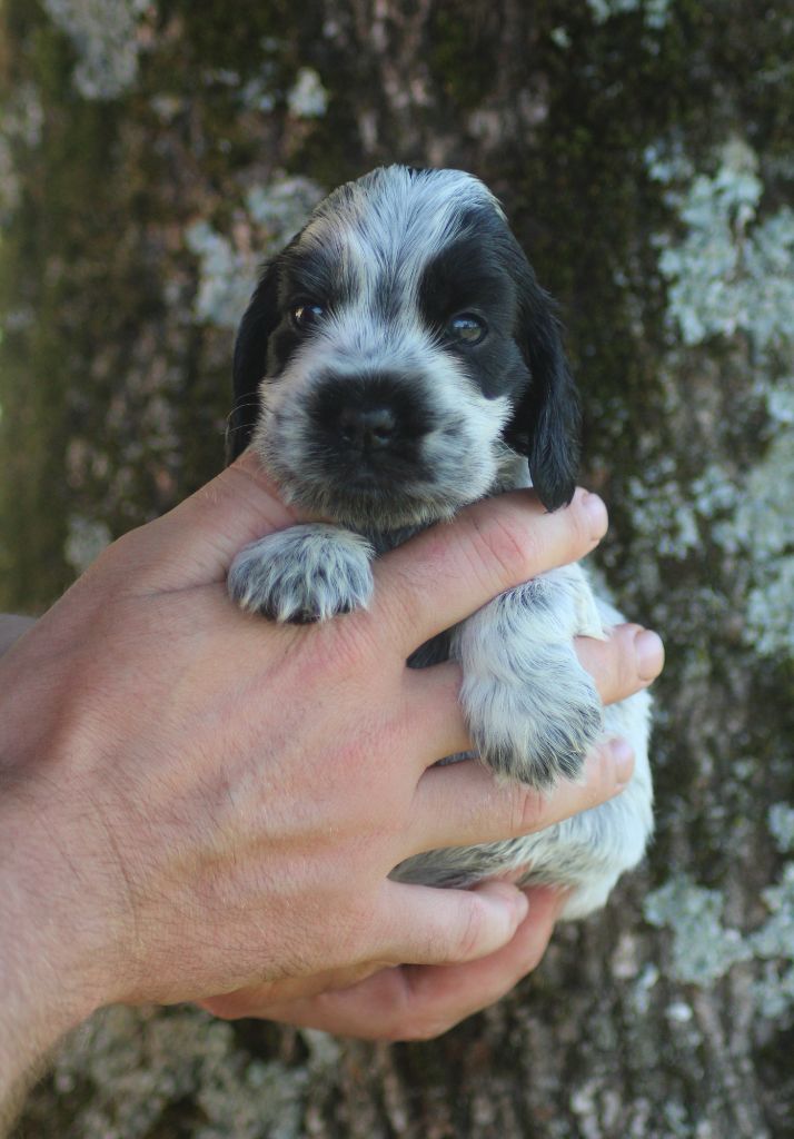 of loving Star - Chiots disponibles - Cocker Spaniel Anglais