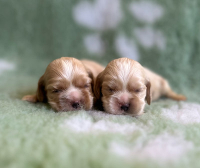 Chiot N°3