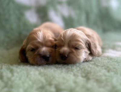 Chiot N°5